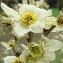Parrotiopsis jacquemontiana fleur P28 (2)